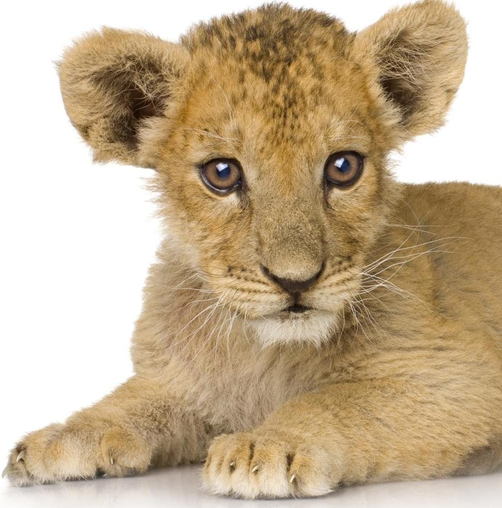 Wallmonkeys Lion Cub Months Wall Decal Peel and Stick Graphic WM299290 (18 in H x 18 in W)