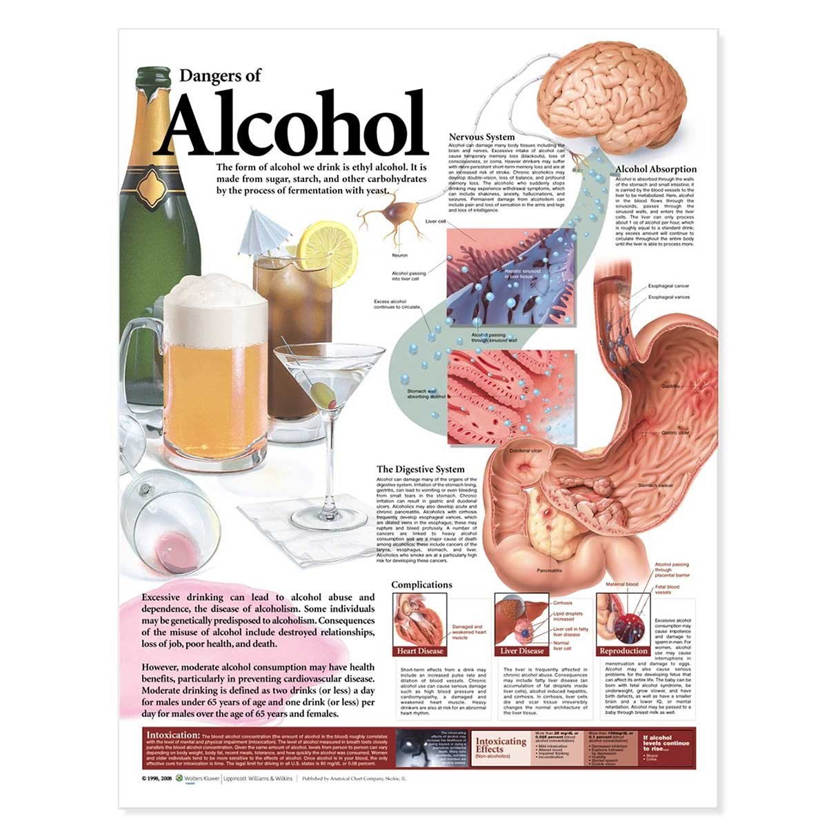 Dangers of Alcohol Anatomical Chart
