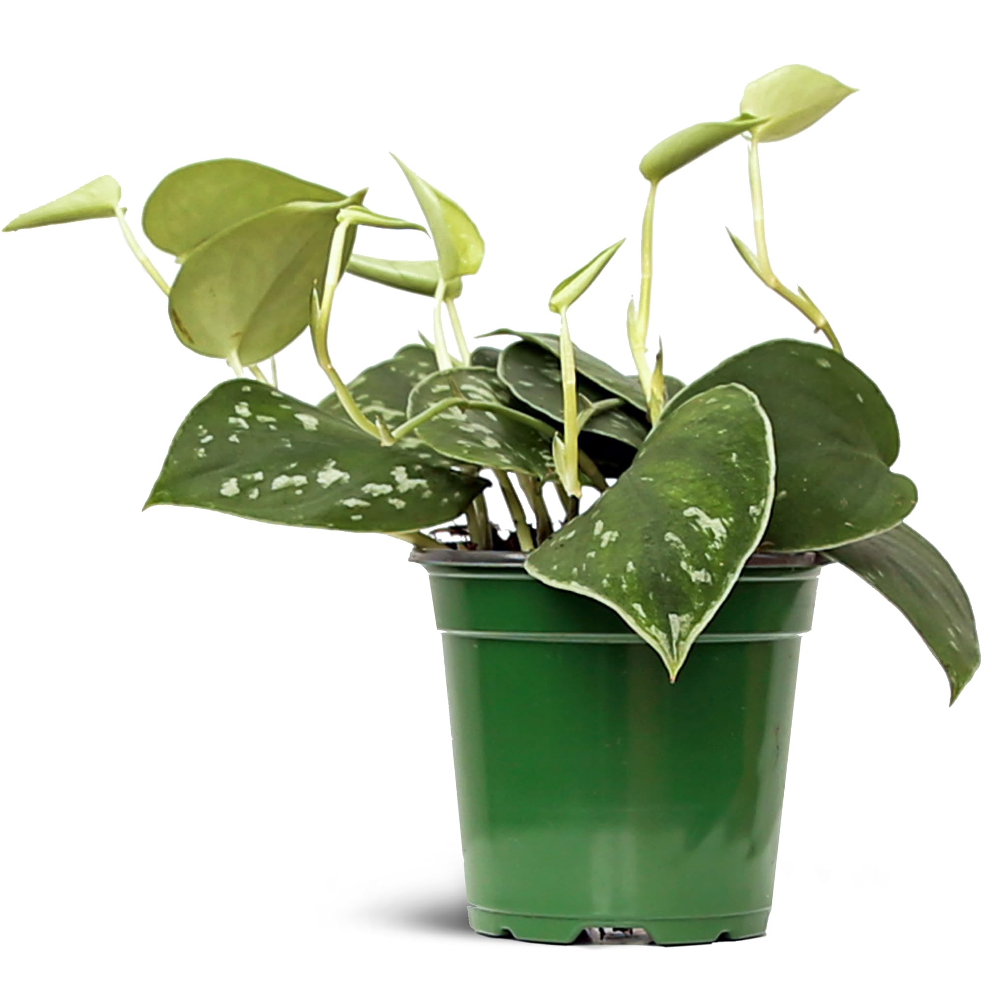 Amazon.com : Live Scindapsus Pictus Silvery Ann, Silver Pothos, Birthday  Gift, Housewarming Gift, Christmas Gift for Co-Worker, Office Plant,  Trailing Indoor Potted Plant in 4" Pot : Patio, Lawn & Garden