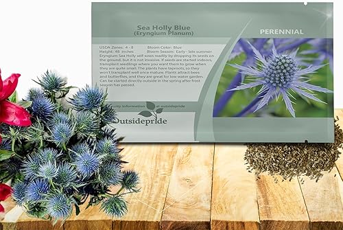 Outsidepride 5000 Semillas Perennes Silver Blue Eryngium Planum Sea Holly Blue Flower Seeds para plantar