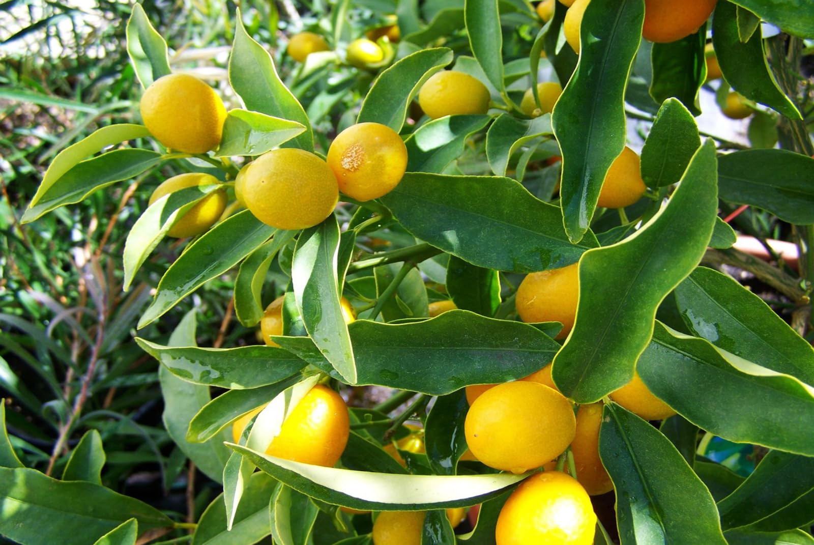 Natur 10KG Universaldünger für Tropische Palmen Pflanzen Bananen Oliven Bäume Zitronen-, Palmen. Pflanzen im Garten Düngen