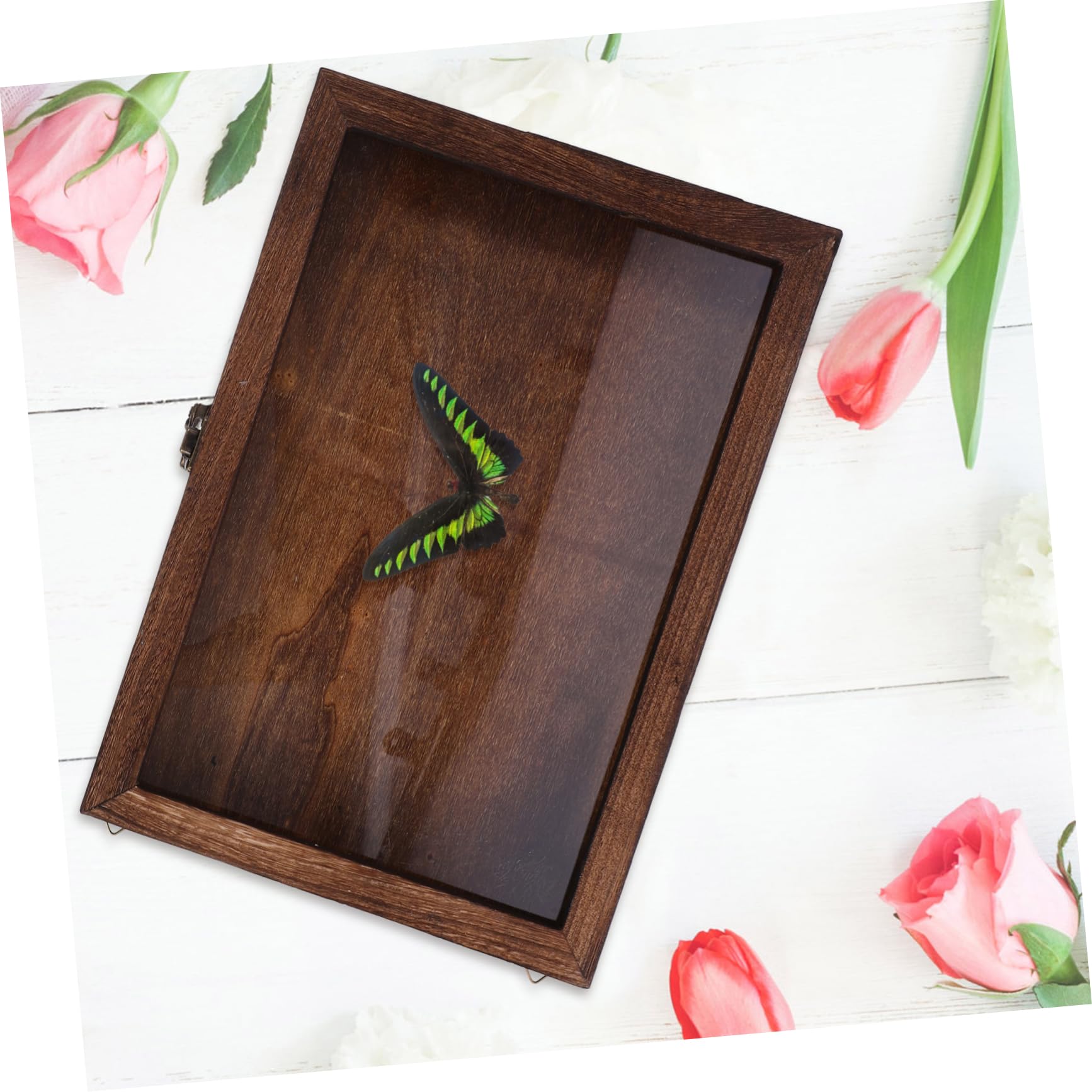Mobestech Vetrina Per Esemplari Di Farfalle in Legno Scatola Per Conservazione Di Insetti Vetrina Per Campioni Di Farfalle