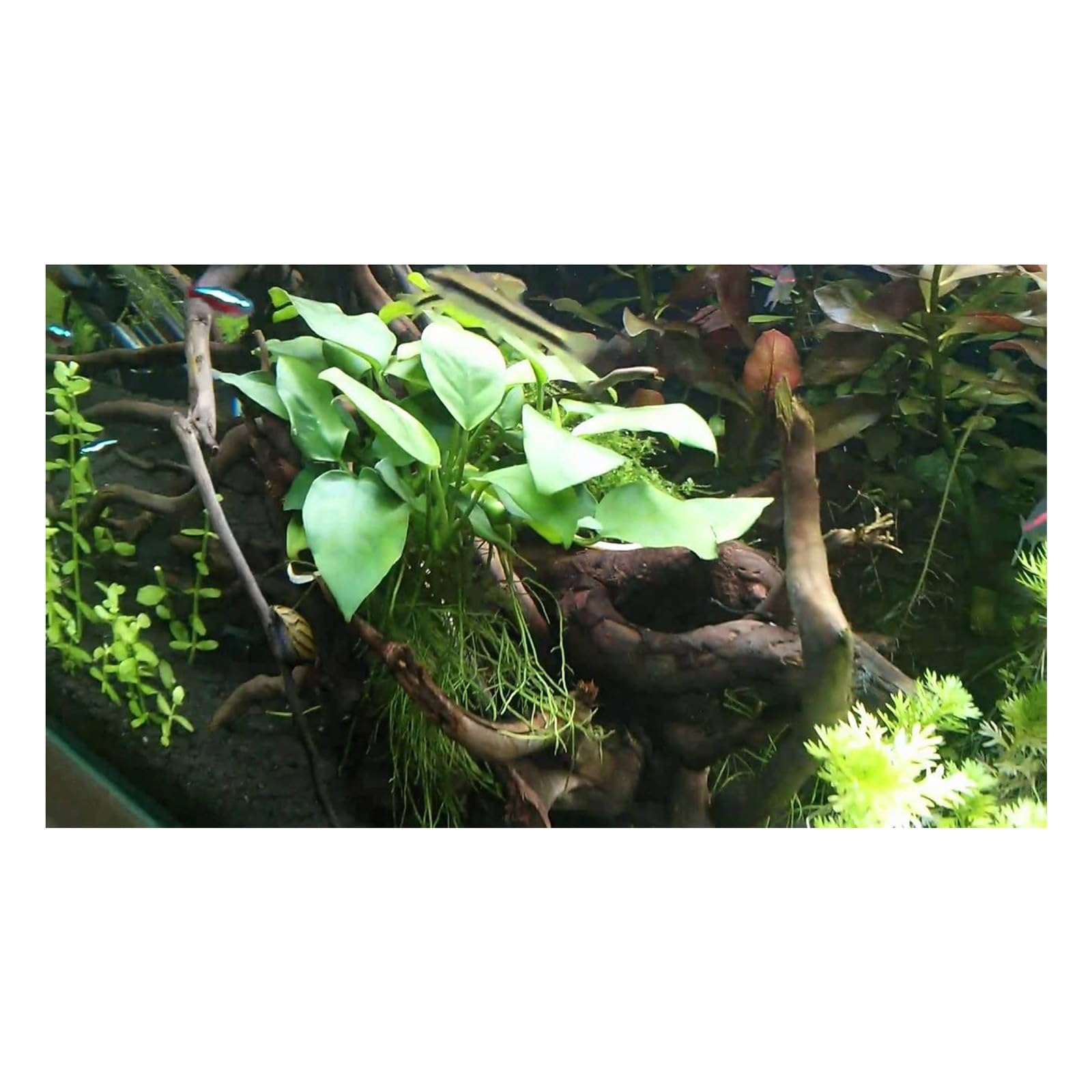 Kit Selezione Anubias: 3 Piante Acquatiche Facili da Curare - Ideale per Principianti e Acquari di Ogni Tipo