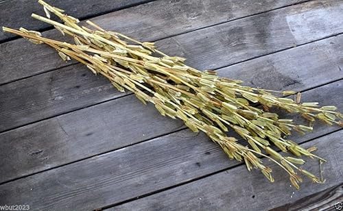 Miniatura 5 de Semillas de plantas de sésamo afgano (100 semillas orgánicas) Se pueden almacenar hasta 5 años