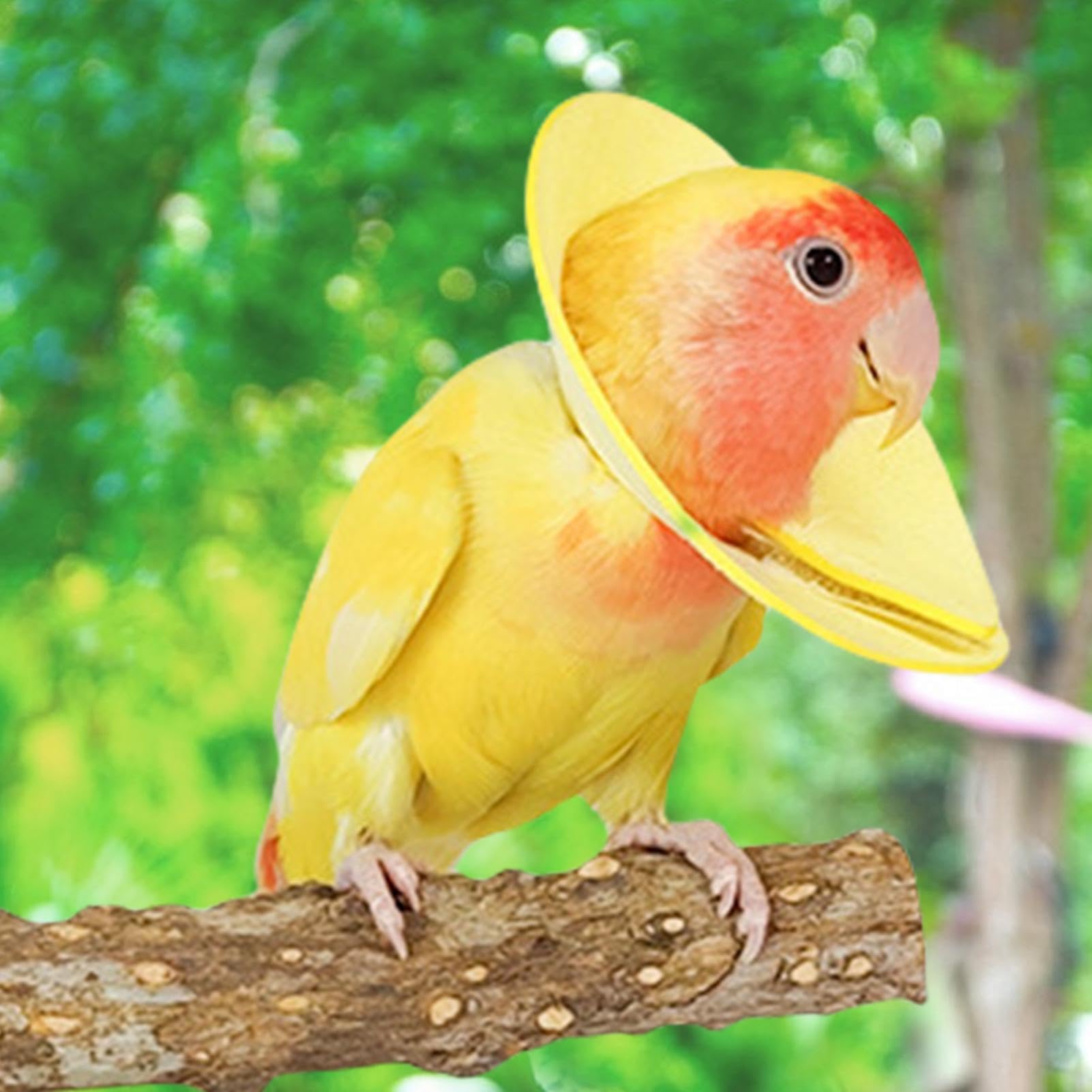 Bird Leash Bird Collar Anti Bite Elizabethan Recovery Cone, Bird