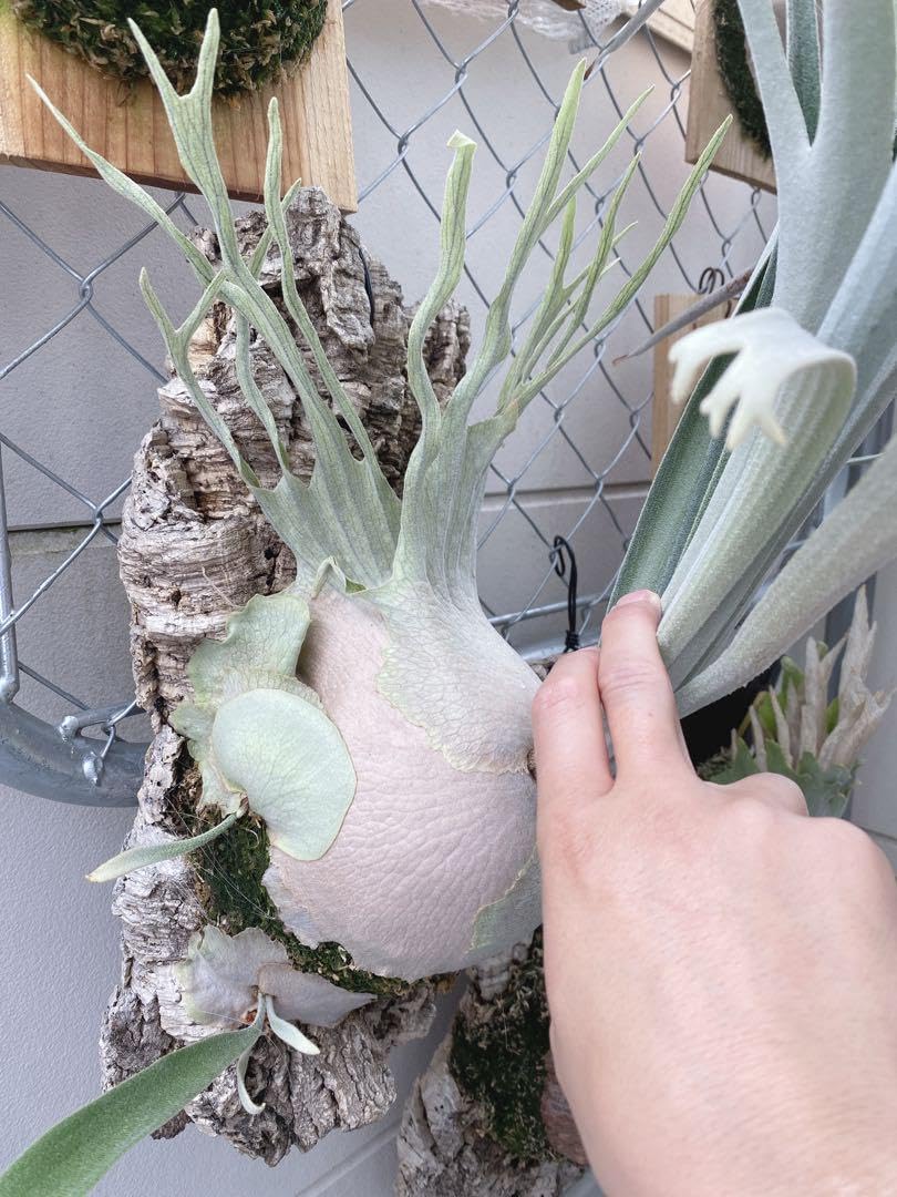 ビカクシダ veitchii wild vp#0 steel ビカクシダ P.veitchii wild