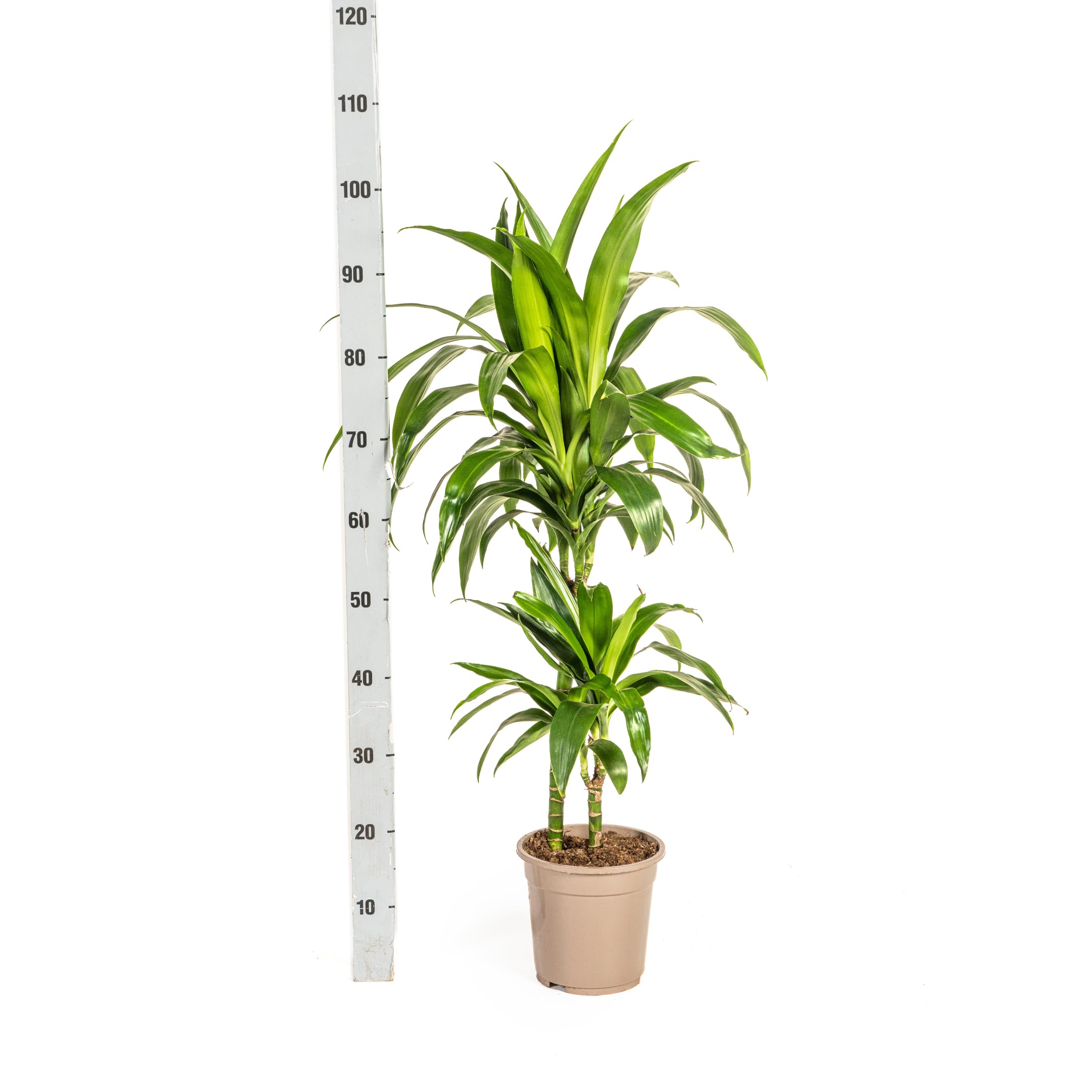 Exotenherz Dracena deremensis "Lisa" – roślina zielona – ok. 70–90 cm wysokości