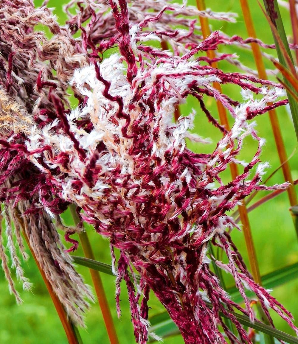 BALDUR Garten 5x Miscanthus Boucle®, Knollen in Größe I