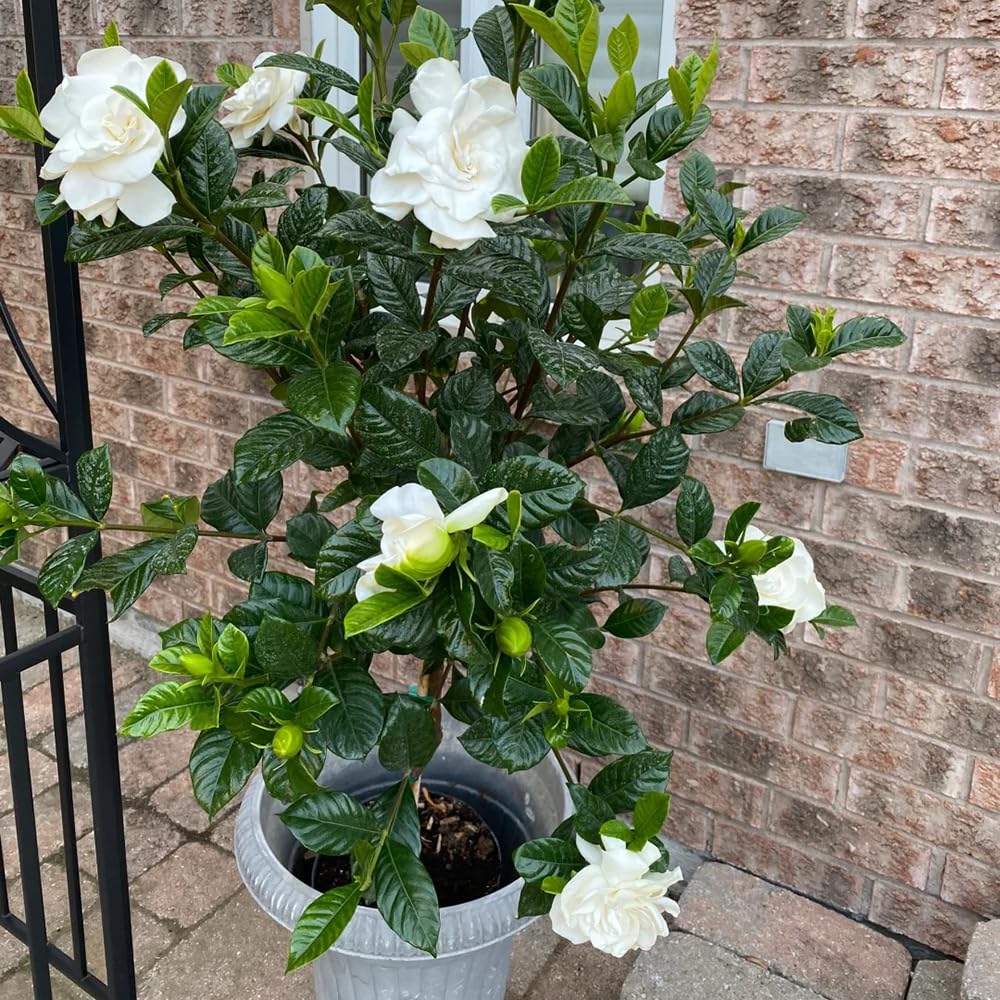 gardenia - interior jardín primavera balcón colgantes, 20planta