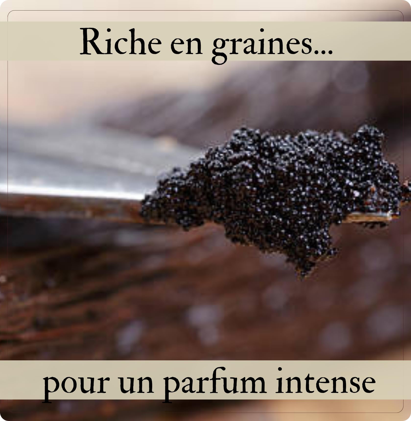 5 vainas de vainilla Bourbon Origen Madagascar tamaño 15-18 CM - La Noire Gourmet : Sabor auténtico e intenso - Bolsa fresca resellable con cremallera (5 unidades)