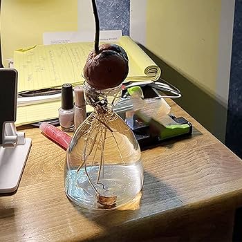 YUEMING Avocado-zaadstartersvaas, Glazen avocado boom bloem vaas, avocado zaad starter vaas pot, avocado plant hydrocultuur vaas cadeau voor tuinieren liefhebbers, glazen vazen (Transparant