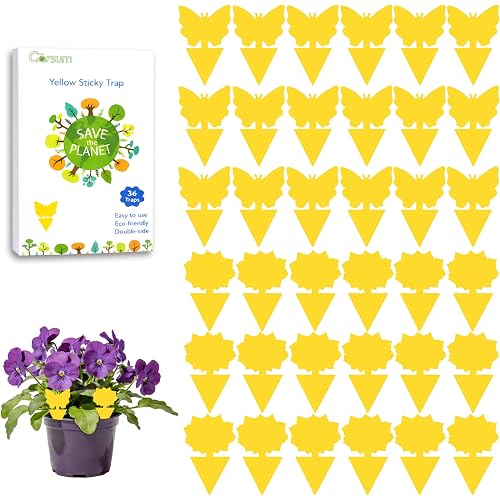 Garsum Fruit Fly Sticky Trap for Indoor and Outdoor, 36 Pack Fungus Gnat Killer for Houseplant,Mosquitos, Flying Insect, White Flies