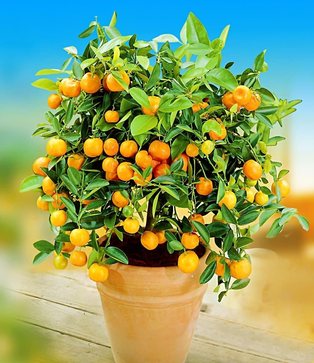 BALDUR Garten 4er Set Zitronen- & Orangenbaum, Pflanzen im 12 cm-Topf