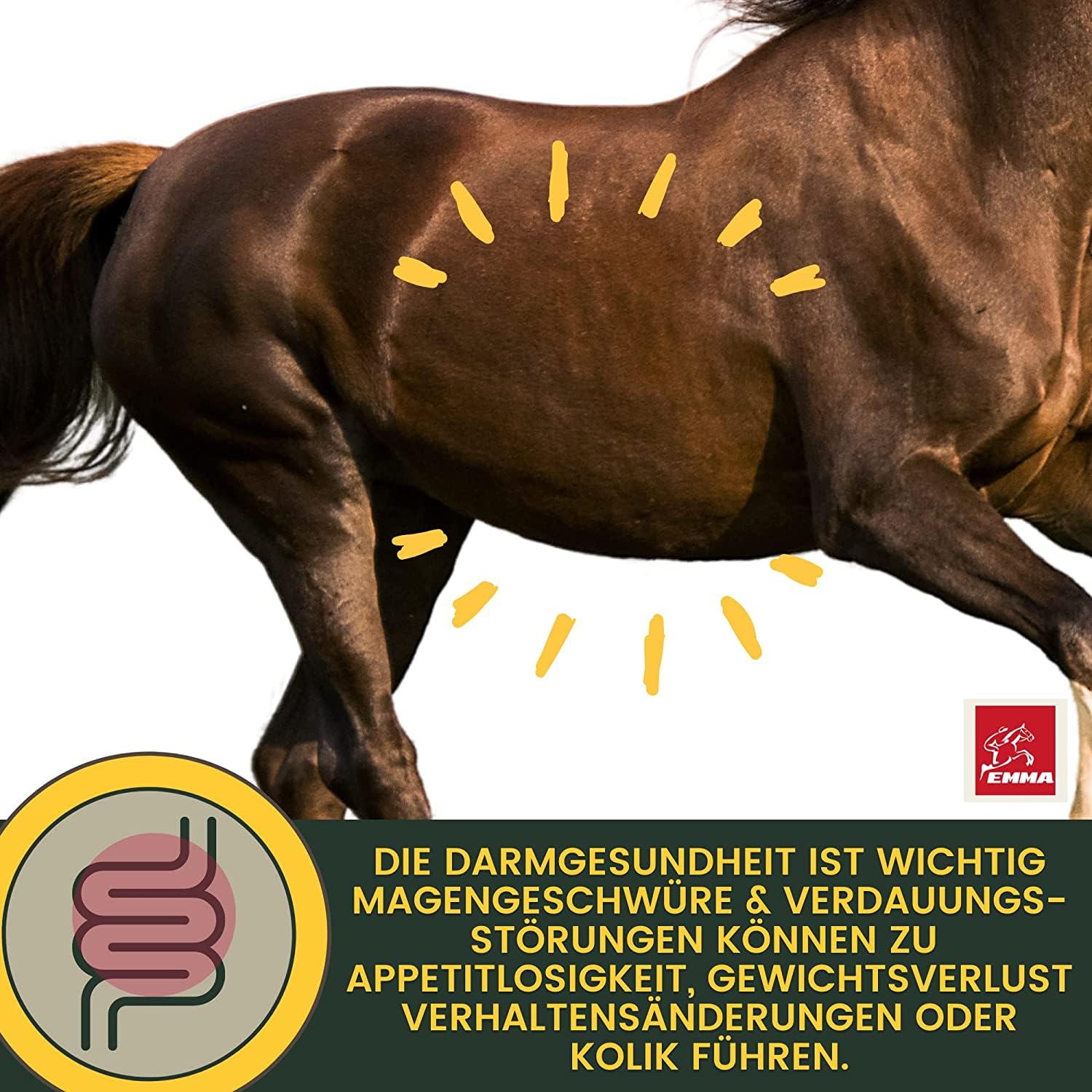 Caballo de refuerzo para el estómago, probióticos, levadura de cerveza, vitamina E, caballo, cultivos de levadura, microflora intestinal, tracto gastrointestinal, pasta de vitaminas I después de
