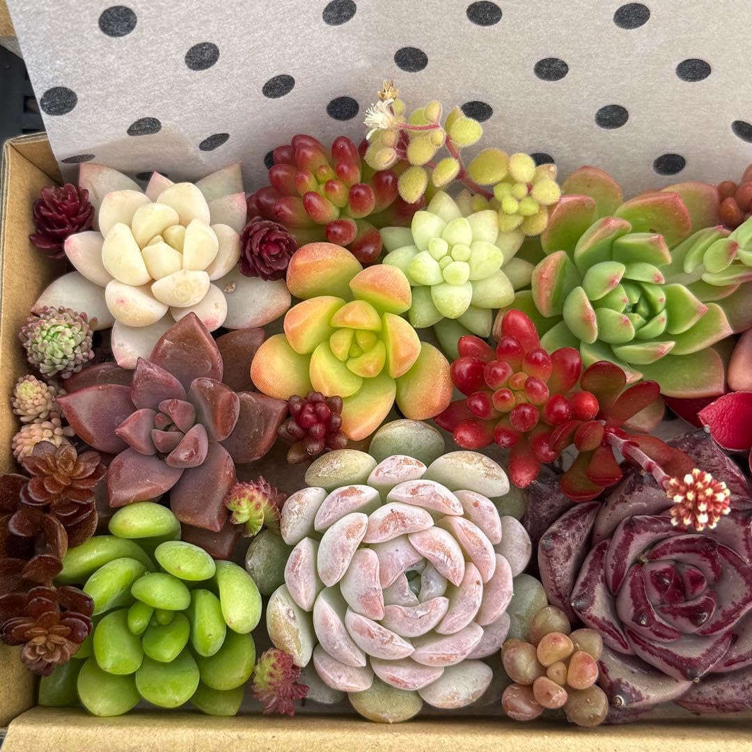 Amazon.co.jp: 多肉植物 カット苗 寄せ植えセット : ホーム＆キッチン