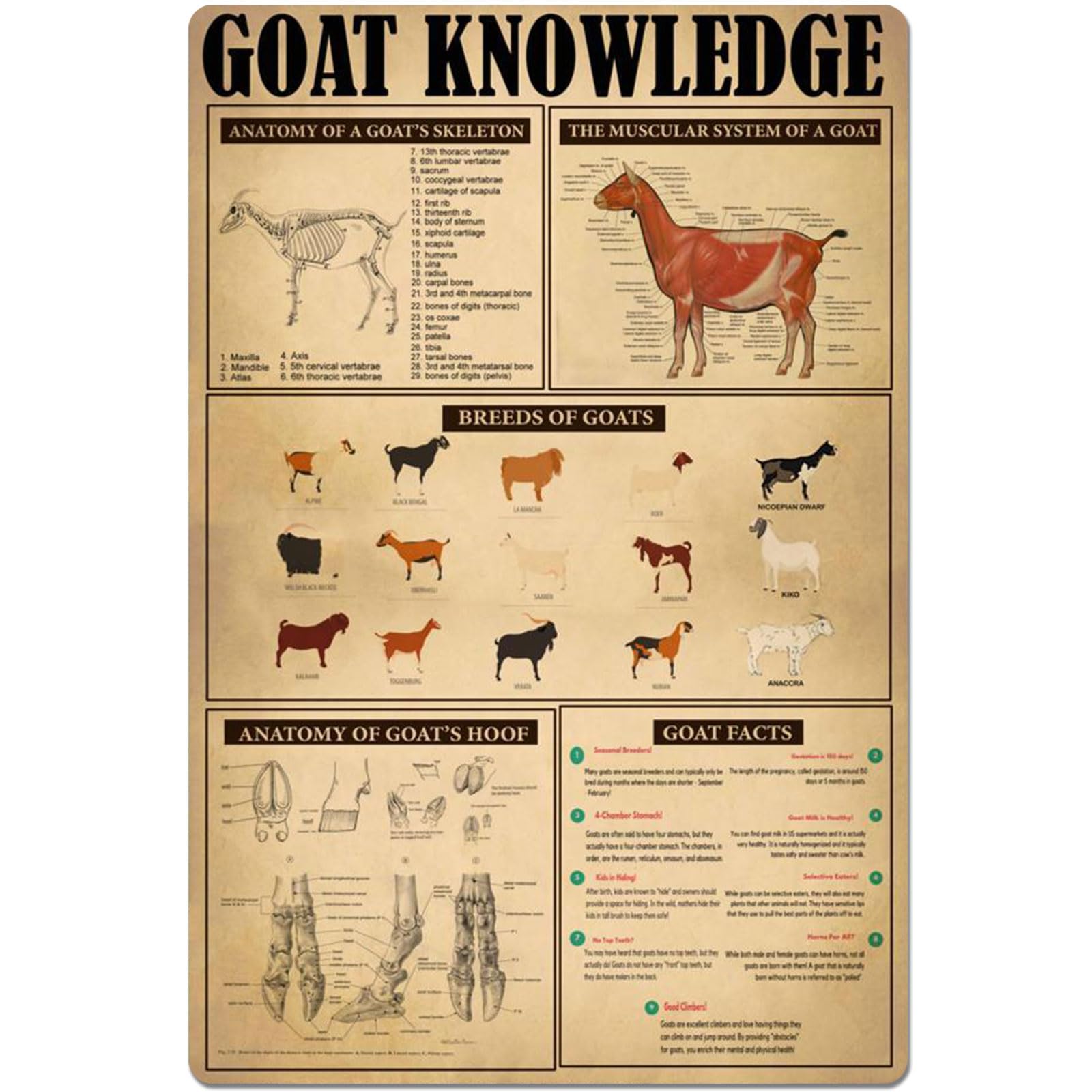 Peiyeety J-20 Goat Knowledge Metal Tin Signs Breeds Of Goats Retro Poster Popular Science Educational Charts Wall Plaques Decor For Home Classroom Room Office 12X17 Inch