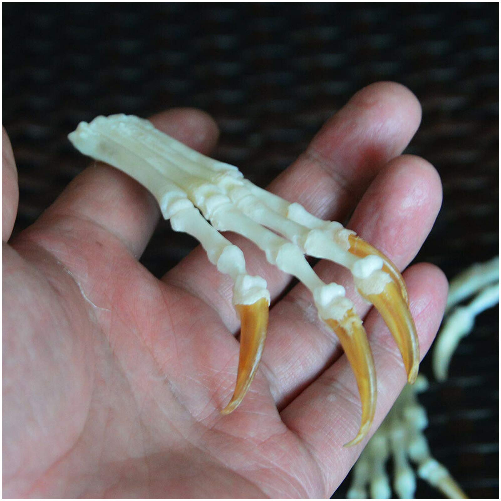 Amazon.co.jp: 本物のキツネの足の骨格標本-動物の骨格モデル-バー用