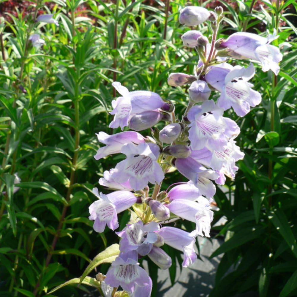 Penstemon 'Sour Grapes' – Unusual Pink and Blue Bell-Shaped Flowers, Long-Flowering Perennial, Easy to Grow, Attracts Pollinators, 1x or 2X 1 Litre Pot by Thompson and Morgan