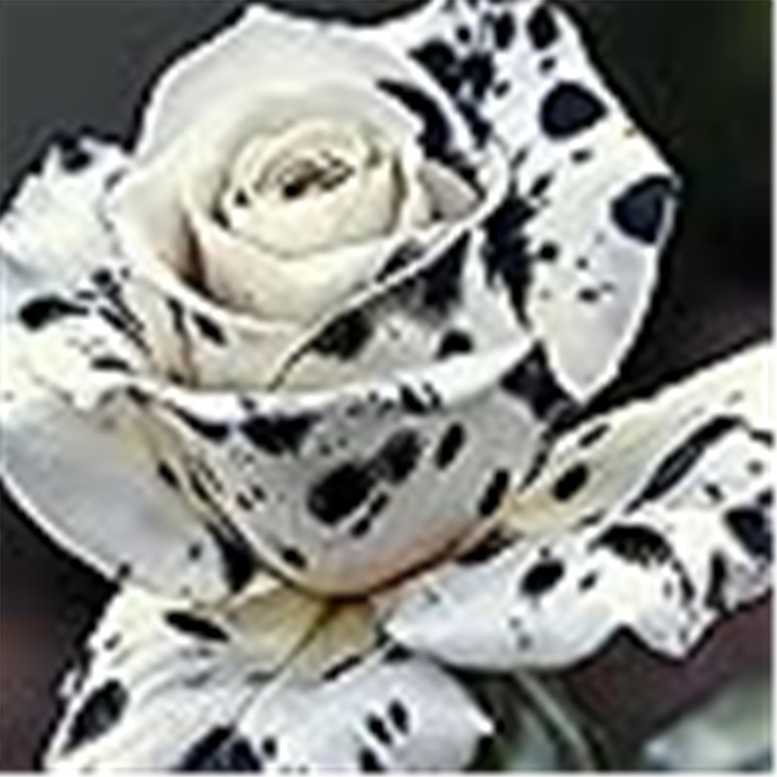 Perennial Fragrant Rose Rhizome,Rose Bulbs Plants Mix Color for Planting Now UK,Good for Garden,Rare Display-2Rhizome-F
