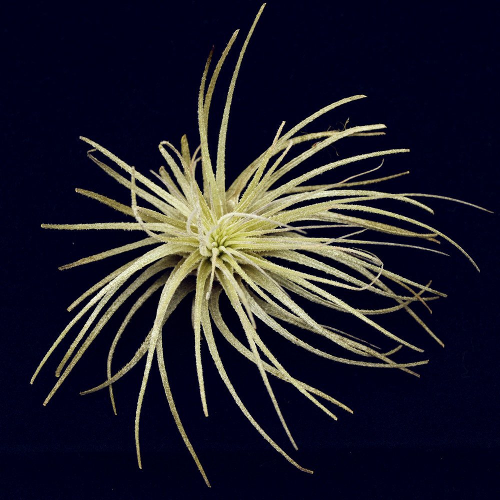 Tillandsia Air Plant Magnusiana