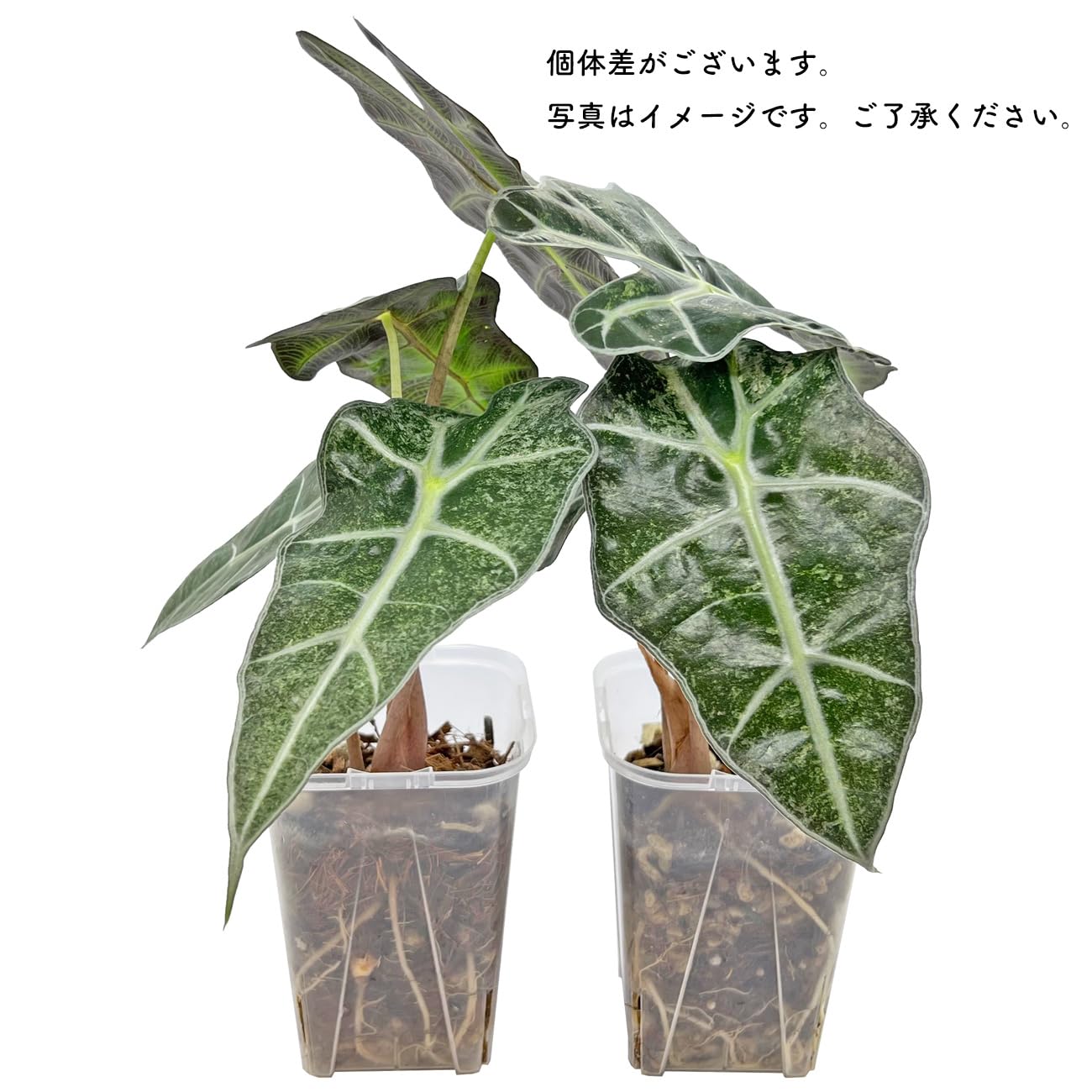 Amazon｜アロカシア アマゾニカ ポリー ミント斑入り 3号 幼苗