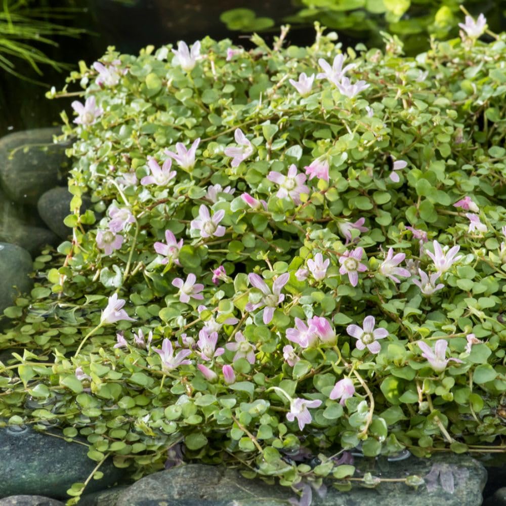 Anagallis tenella – Bog Pimpernel – Hardy British Native Marginal Pond Plant – Spreading Groundcover – Ideal for Bog Gardens & Shallow Water Edges - 11cm Basket x1 by Thompson & Morgan