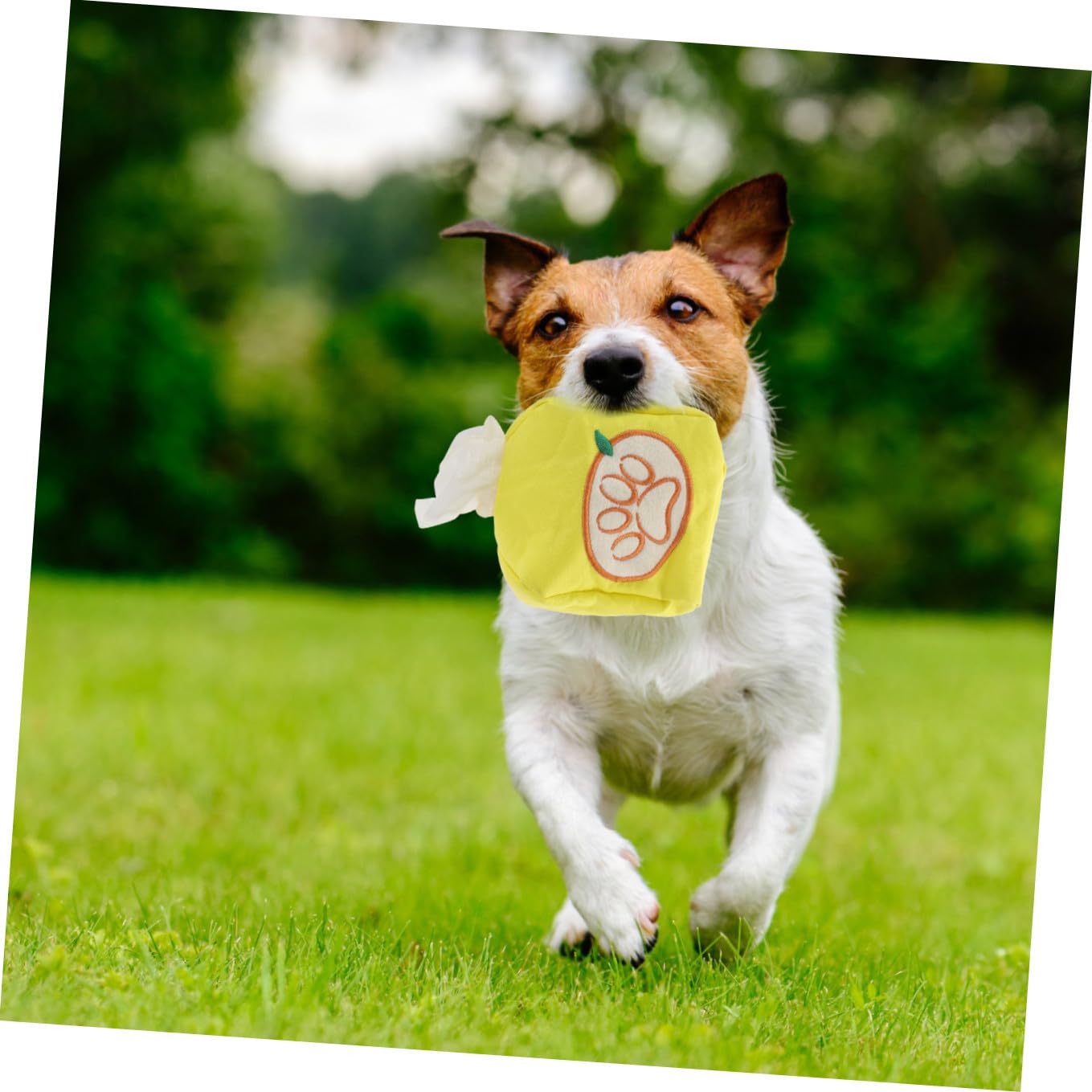 SUPVOX 4piezas Juguete Interactivo para Perros Caja para Olfateo y Forrajeo Entrenamiento De Olores para Mascotas Juguete Divertido para Cachorros Estimula El Ejercicio Energía