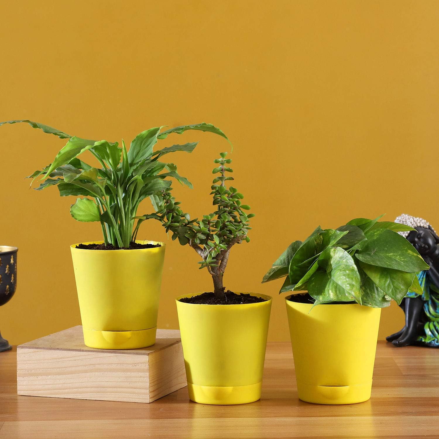 EaglesFords Combo Indoor Plants with Self Watering Pots For Living Room Balcony Home And Office Decoration (Peace Lily Jade Plant Money Plant) (B0D6N8R49N) Amazon Price History, Amazon Price Tracker