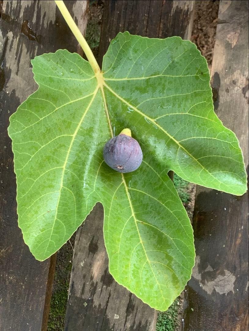 Madeira  black   イチジク いちじく 穂木 苗 Amazon｜Black Madeira イチジク穂木2本 「結実確認済」｜観葉植物