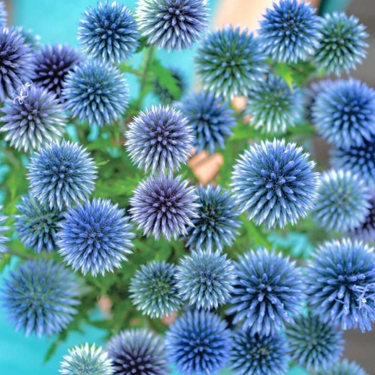 瑠璃玉アザミ　エキノプス　ドライフラワー　花材 瑠璃玉アザミエキノプスドライフラワー花材