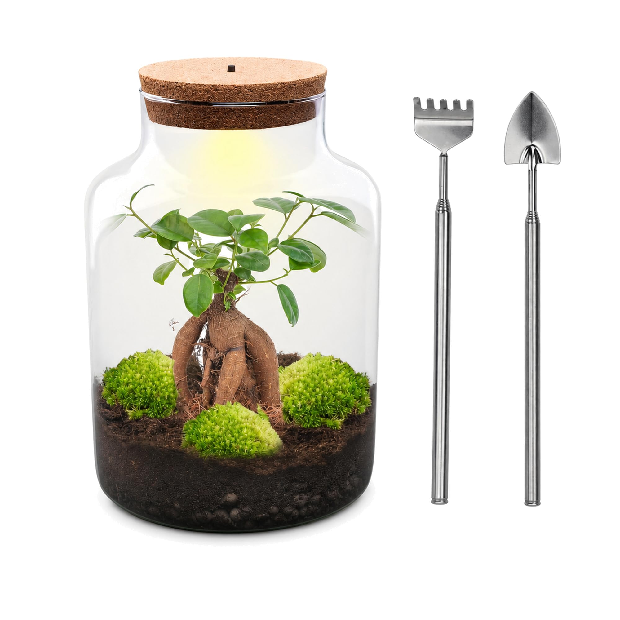 DIY Pflanzen-Terrarium mit Licht aus Glas, für Zuhause, Grün, Ø 21 cm Set