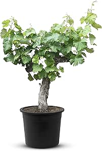 Tropictrees Weinrebe, vitis vinifera, alte knorrige Weinrebe, 140 cm