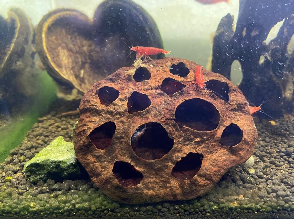 Dried Lotus Pods For Aquarium Decoration Fish Hiding Place Home Decor (3 Piece, 3 to 4), Black (B09MTHQCWS) Amazon Price History, Amazon Price Tracker