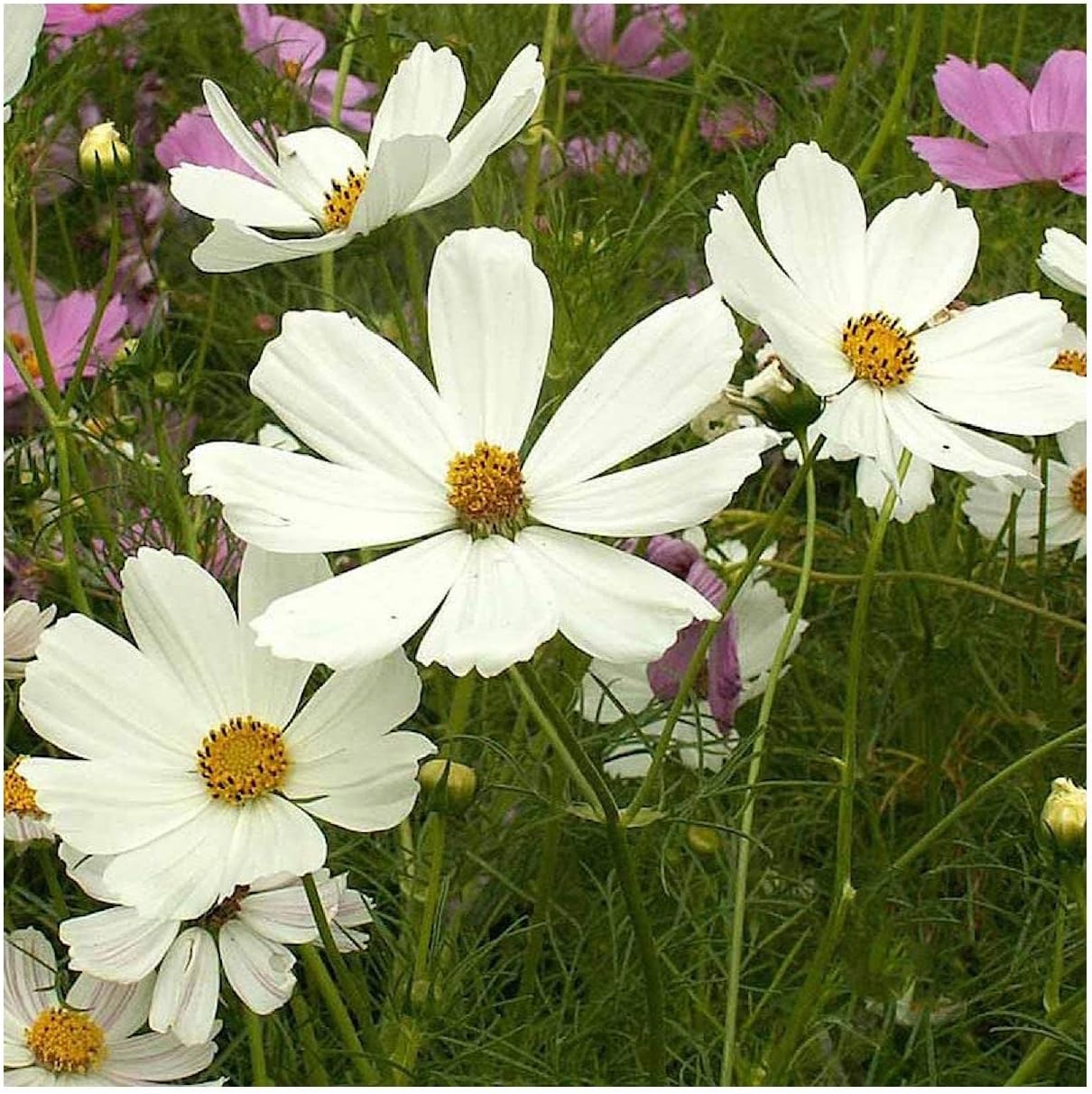 Everwilde Farms - 1 Lb Purity Cosmos Wildflower Seeds - Gold Vault