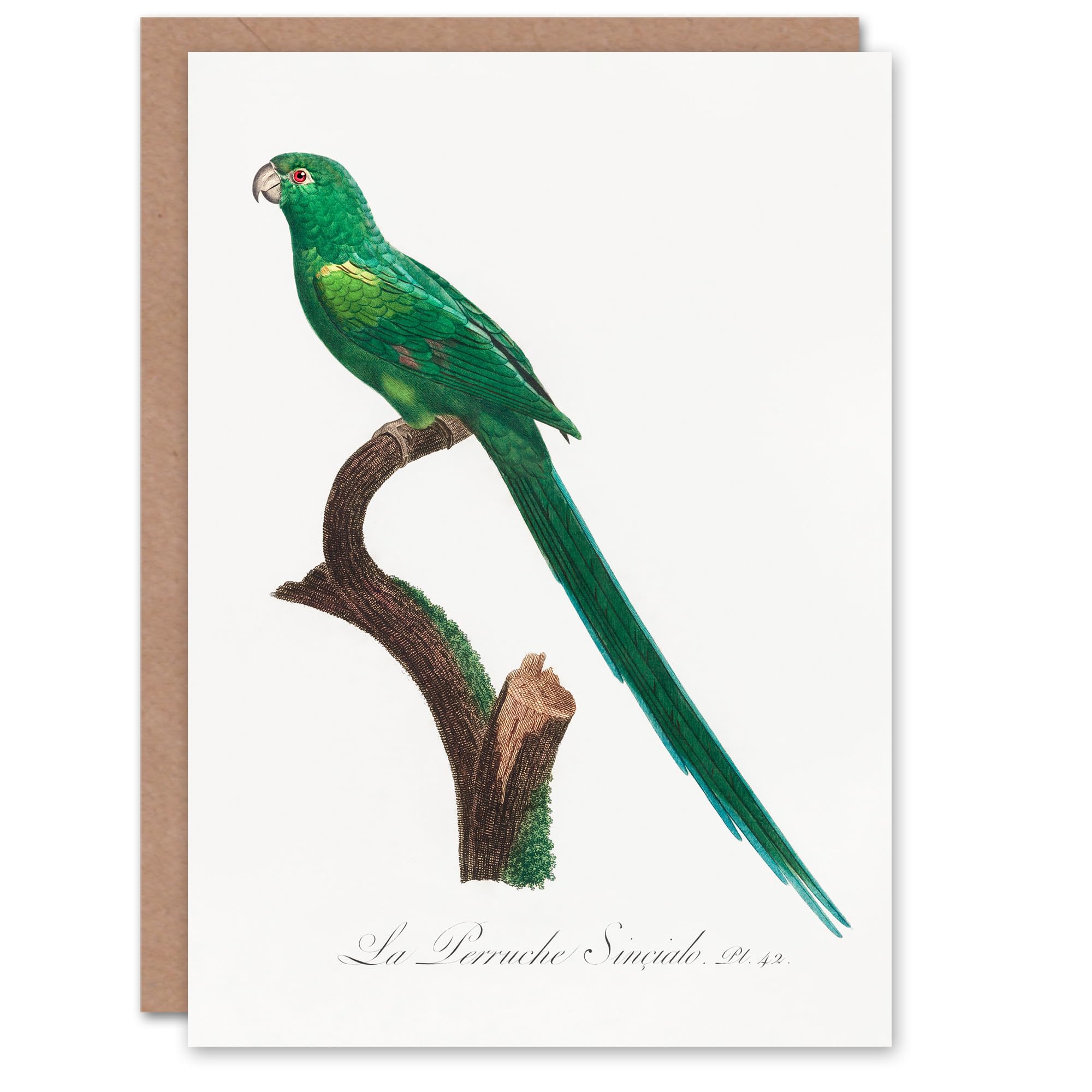Artery8 Francois Levaillant Art Card The Long Tailed Parakeet