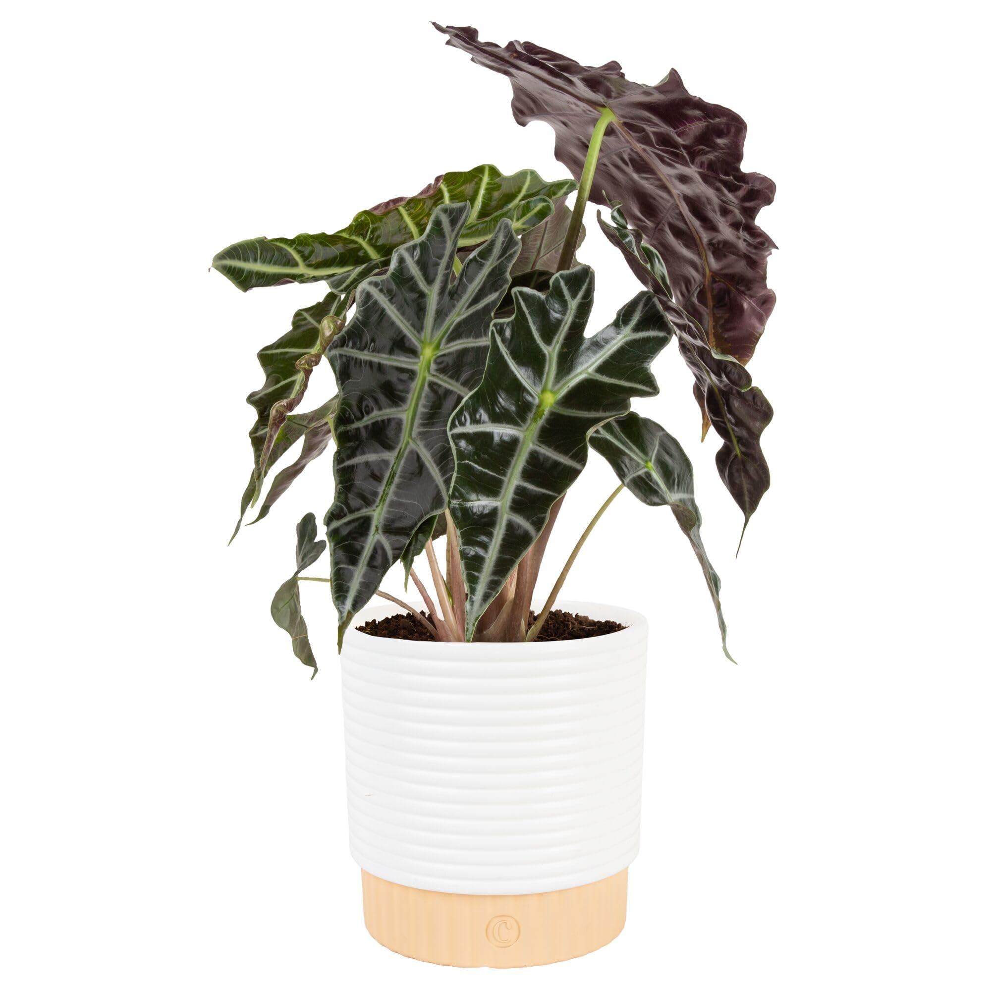 Costa Farms Alocasia Polly
