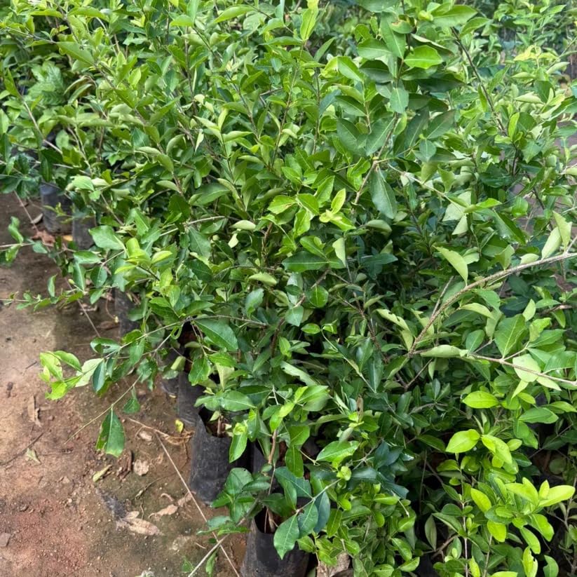 Image of Barbados Sweet Cherry Live Fruit Plant for Home Garden | Dwarf Fruit Plant for Pots | Easy Growing Cherry Plant for Balcony, Terrace, Outdoor & Indoor Sunlight | Fast Growing Fruit Tree