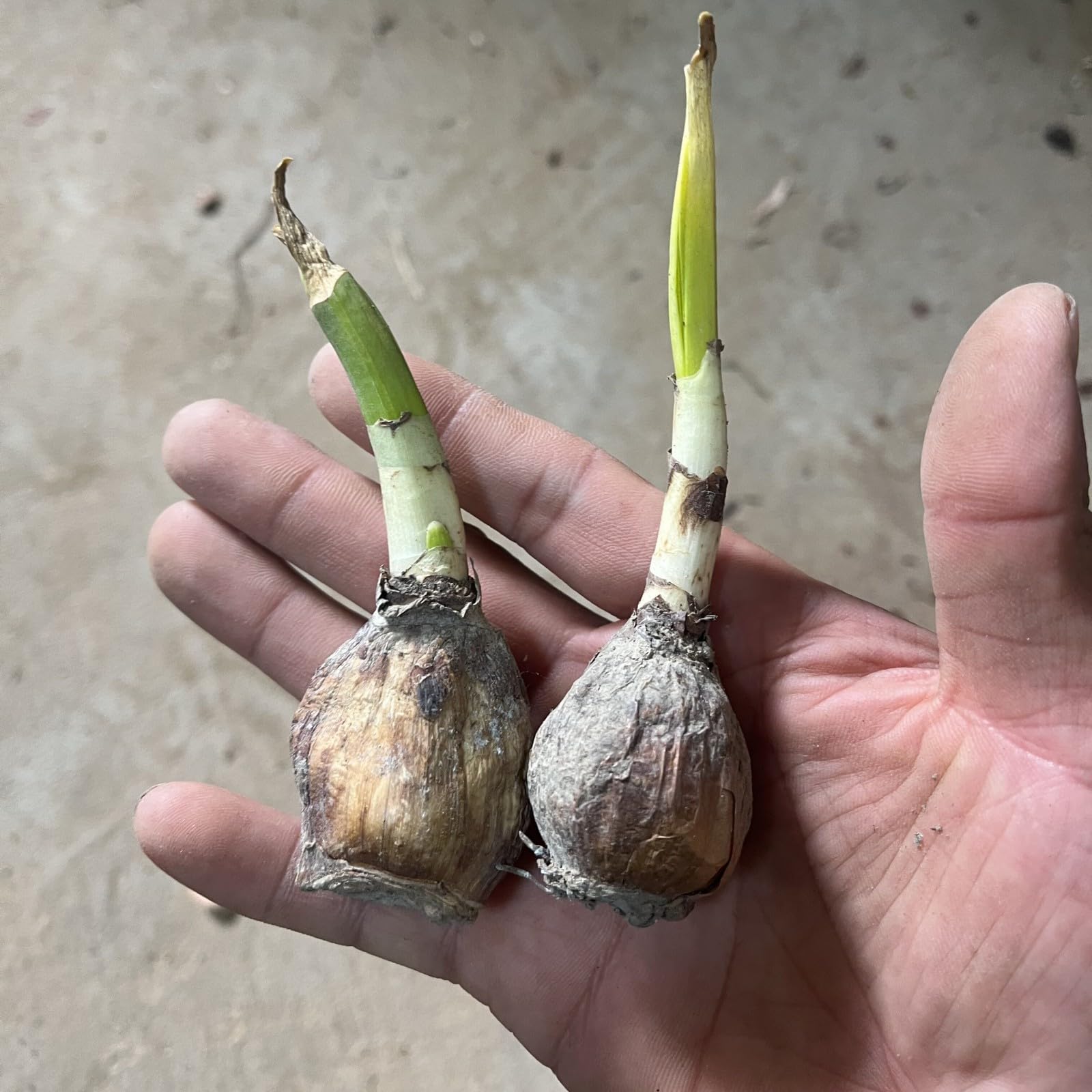 Narzissen zwiebeln,Winterharte Mehrjährig,Seltene Pflanzen,Dekorative Blumen,Narzissen grosspackung,narzissenzwiebeln rosa trompete,narzissen knollen,narzissen tete a tete.-6 zwiebeln-C Garten