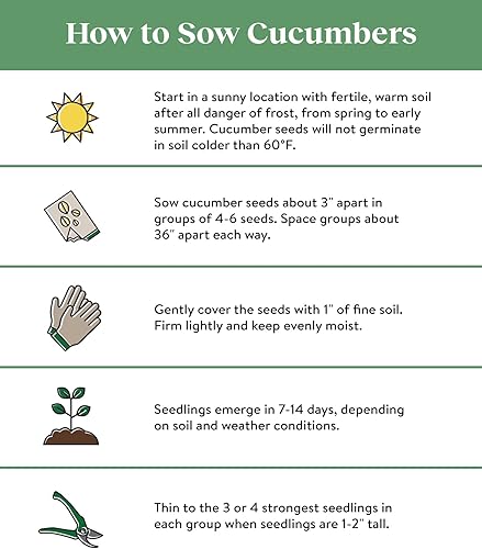 Miniatura 7 de Burpee Semillas de tomate Early Girl 50 semillas y ocho semillas de pepino en rodajas rectas, 200 semillas