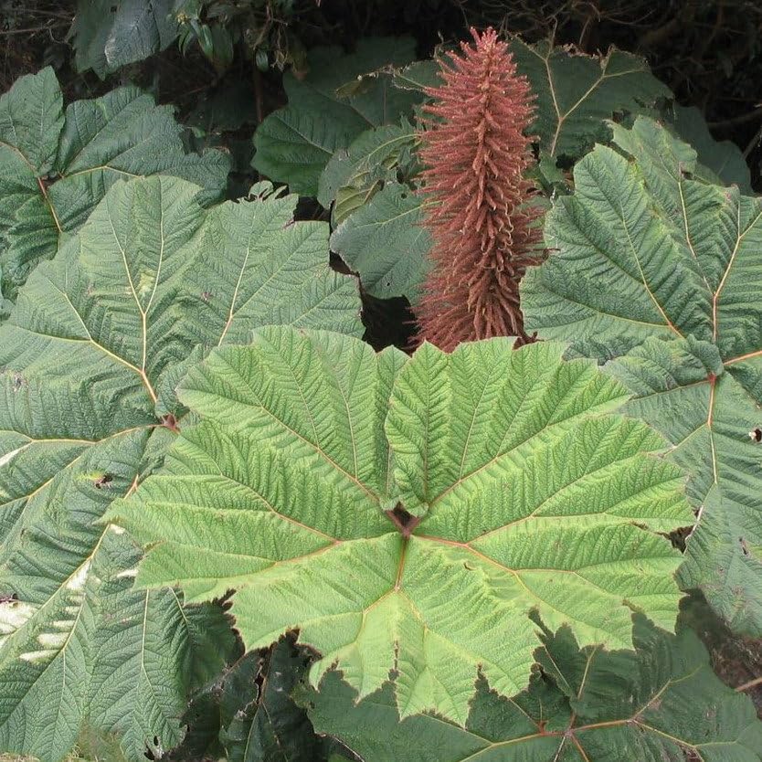 Plant World Seeds - Gunnera Insignis Seeds (Exotic Flower Seeds)