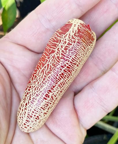 Farmers Market - Paquete de semillas prémium de patata jalapeña