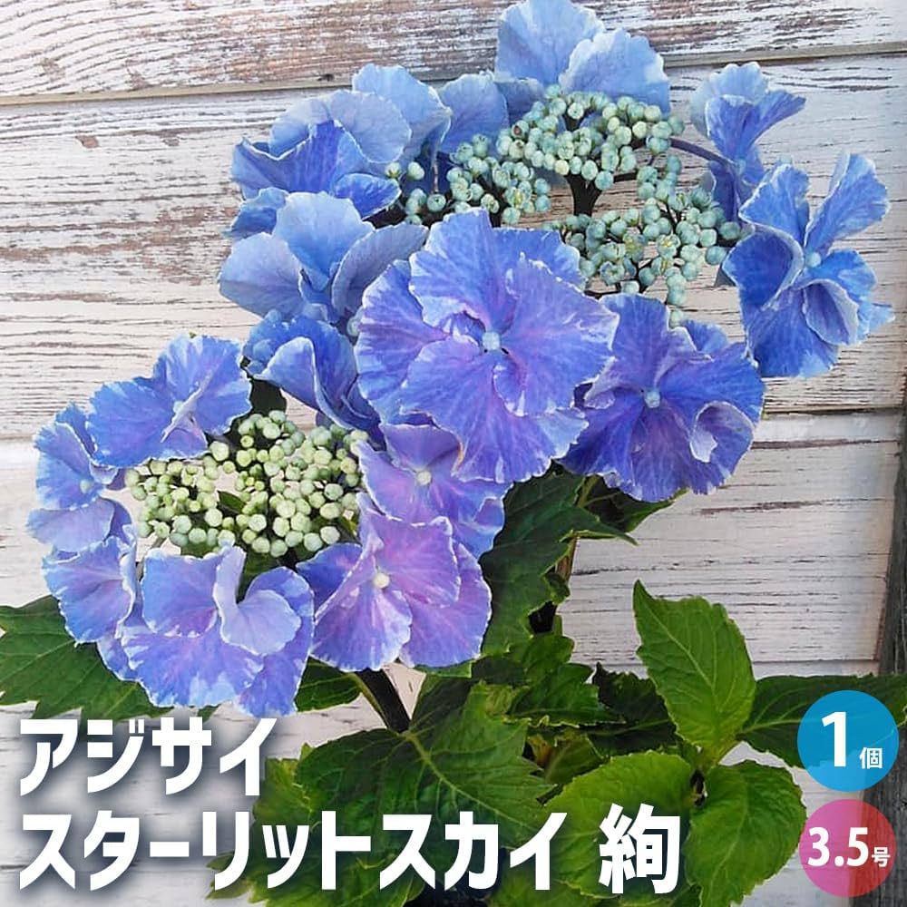 癒しの水彩929 エッサイの根株 癒しの水彩929 エッサイの根株 絵画