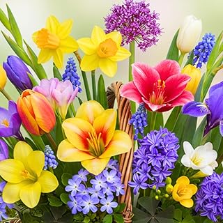 Complete Spring and Fall Flower Garden | 50 Fresh Bulbs | Bloom All Spri...