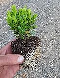 True Dwarf English Boxwood (Buxus) - Starter Plant (7m) (1 Live Plant)