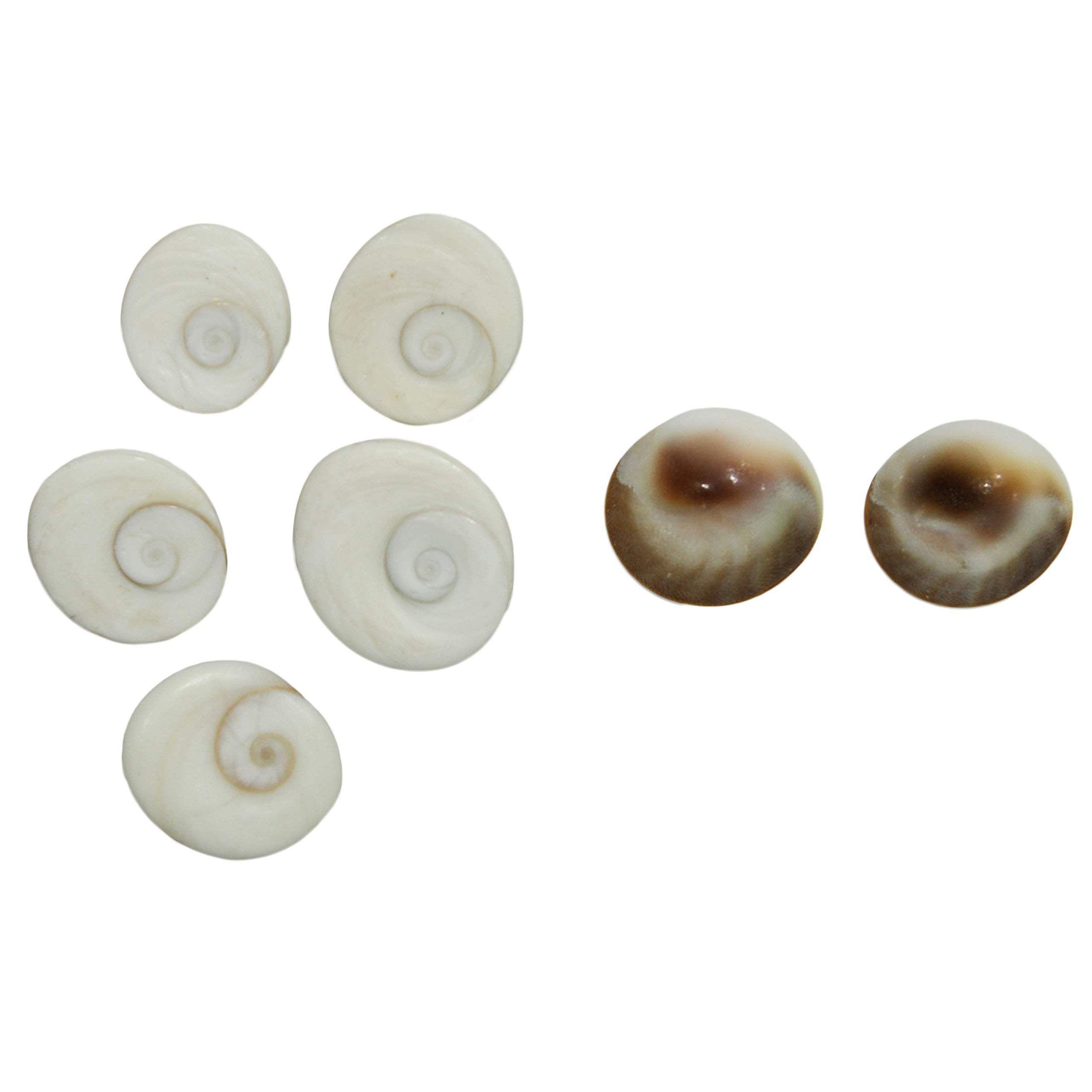 The Holy Mart Gomati Chakra Small Size (Set of 7), Gomatichakra for Pooja
