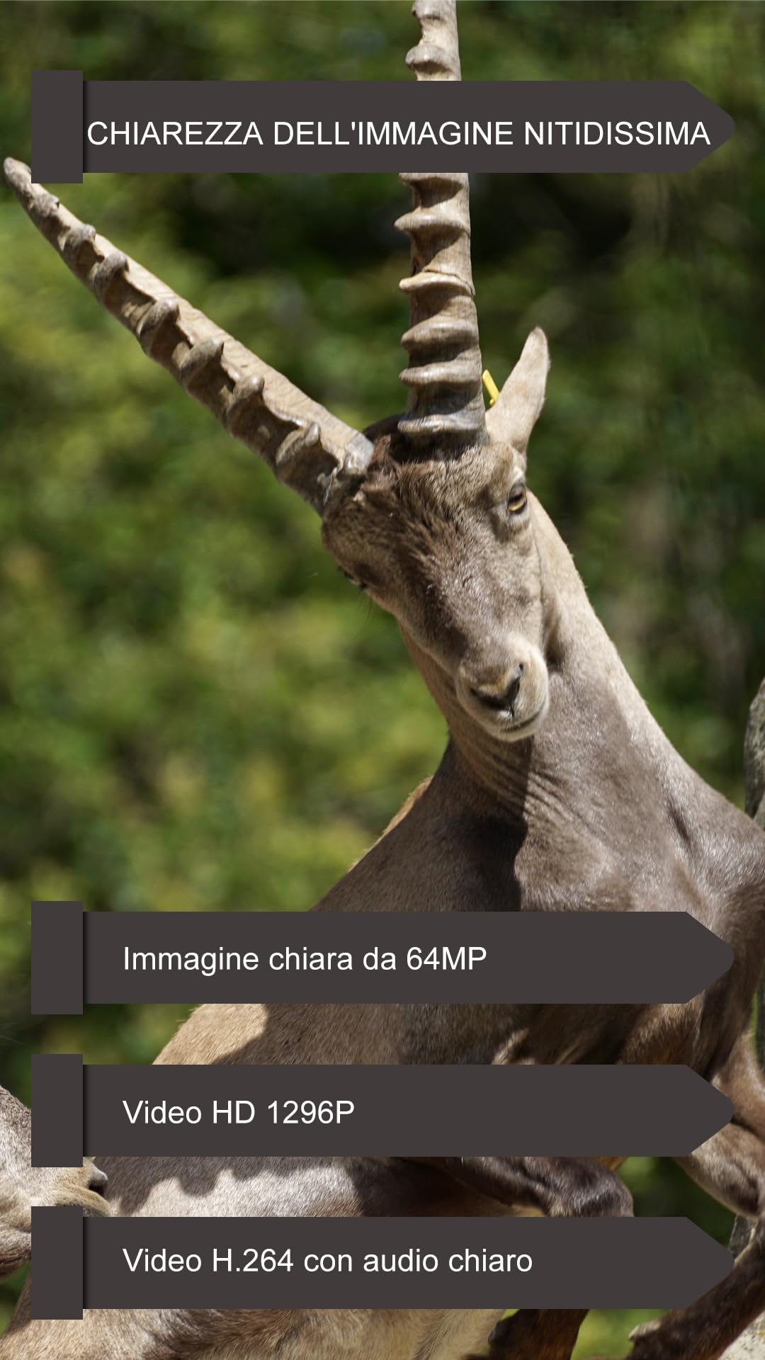 GardePro E6P Max Fotocamera da Caccia, WIFI, Batteria Ricaricabile da 8000mAh, Scheda SD Integrata, 64MP 1296P, Ampio Campo Visivo di 110°, Animali Movimento Attivato Visione Notturna Esterna
