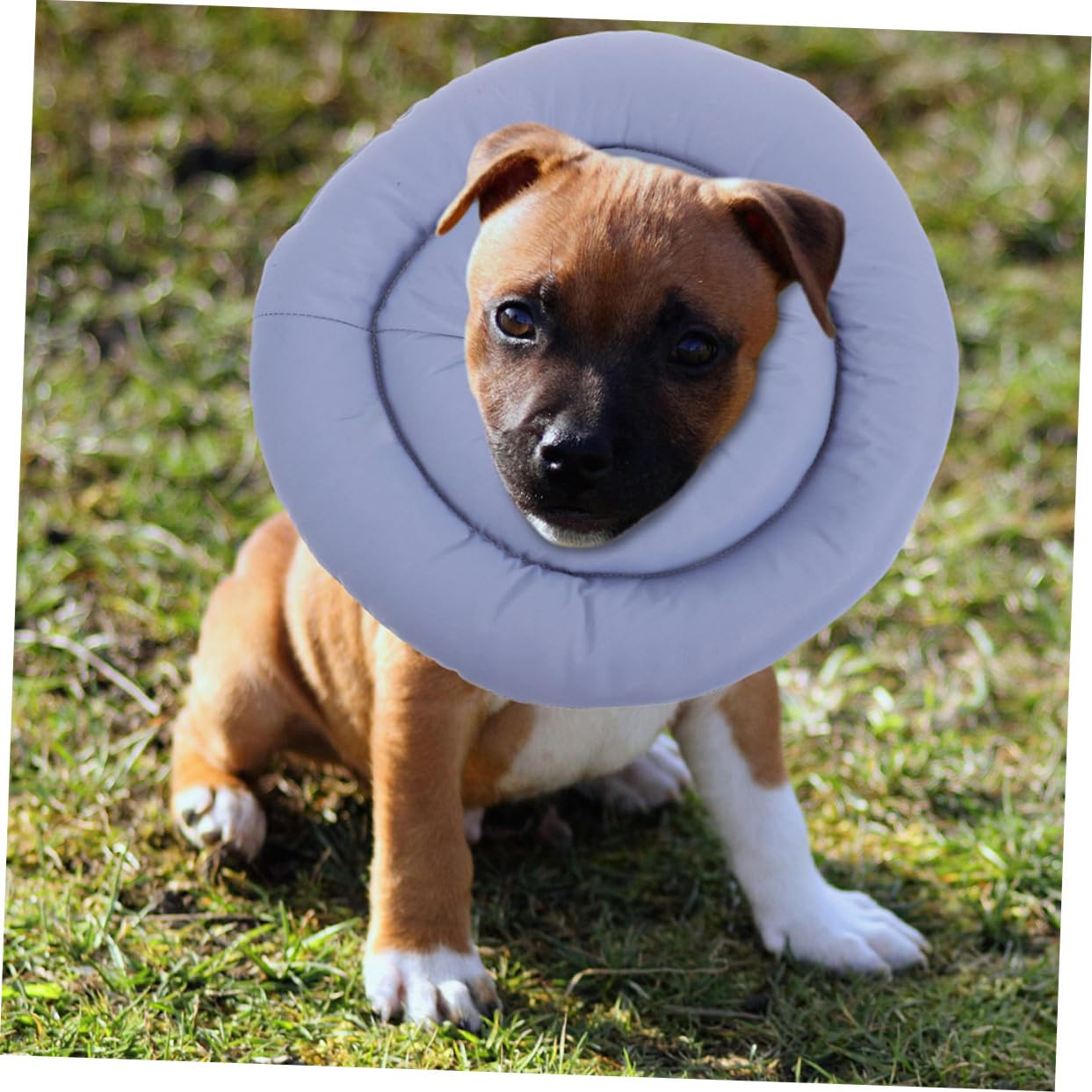 Collerette Conique Souple pour Chien, Anti-léchage, Taille Xxl, Tissu
