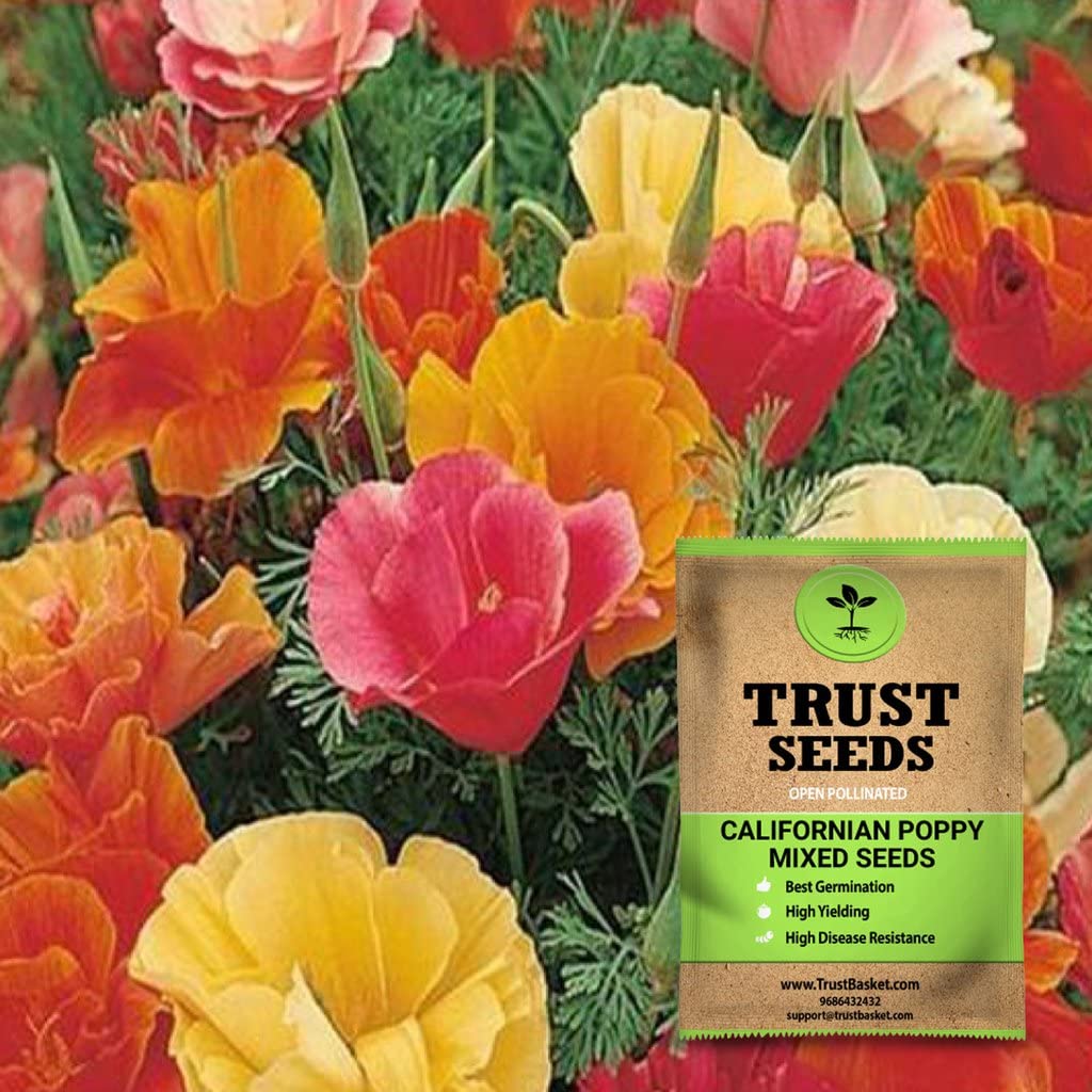 TrustBasket Premium Flower Californian Poppy Mixed Seeds (Open pollinated) | Sow and Grow Fresh Healthy Seed in Your Garden Perfect for Home & Terrace Gardening High Germination Seeds (B072J1F8MF) Amazon Price History, Amazon Price Tracker