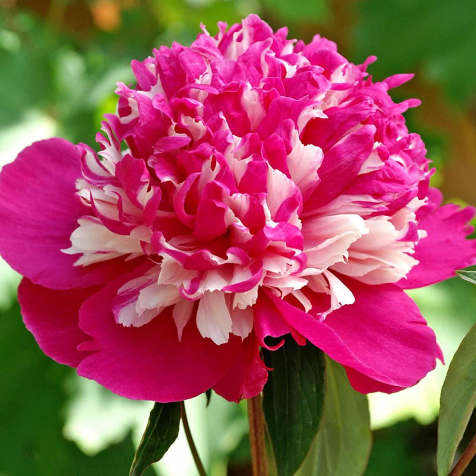 ✳︎peony✳︎ 81iuxpx7-4L._UF350,350_QL50_.jpg