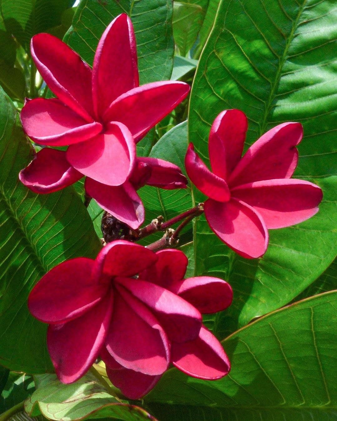 Pianta di Plumeria o Frangipani, vaso20, Fiori Profumati (Bianco e Giallo)